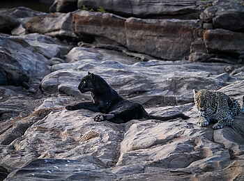 andBeyond Suyian Lodge: Seltner Panther und Leopard andBeyond Suyian Lodge: Seltner Panther und Leopard