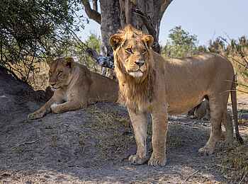 Camp Tawana: Löwenpärchen Camp Tawana: Löwenpärchen