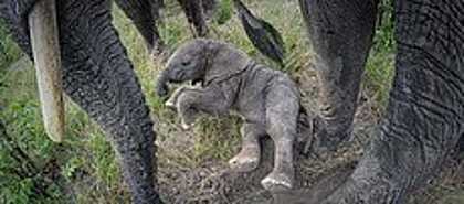 Chobe National Park