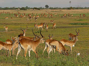 Duba Plains Camp: Lechwe Antilopen