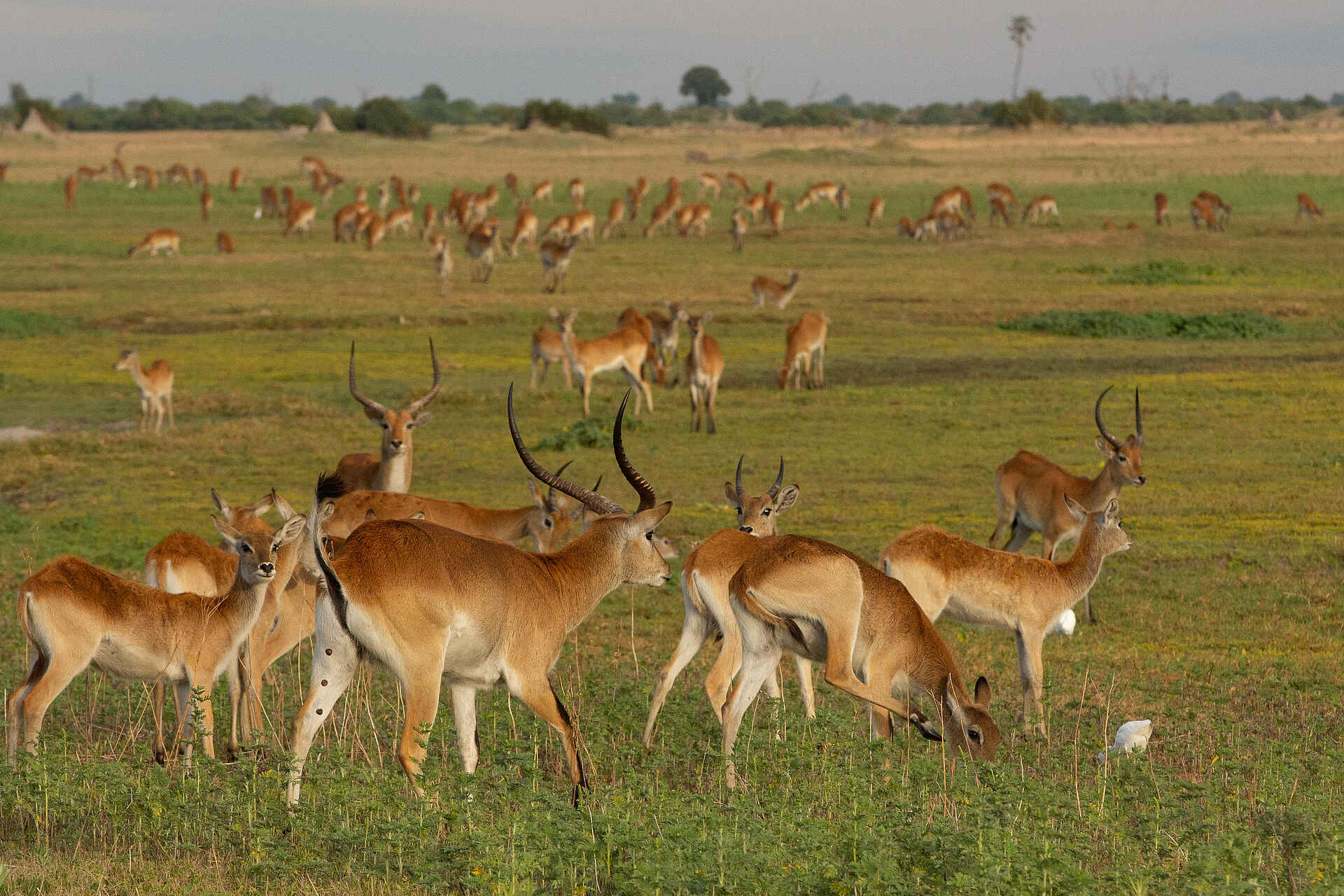 Duba Plains Camp: Lechwe Antilopen