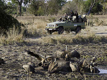 Flatdogs Camp: Geier über einem Kadaver Flatdogs Camp: Geier über einem Kadaver