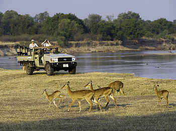 Flatdogs Camp: Pukus Flatdogs Camp: Pukus