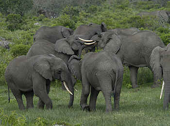 Hatari Lodge: Elefanten