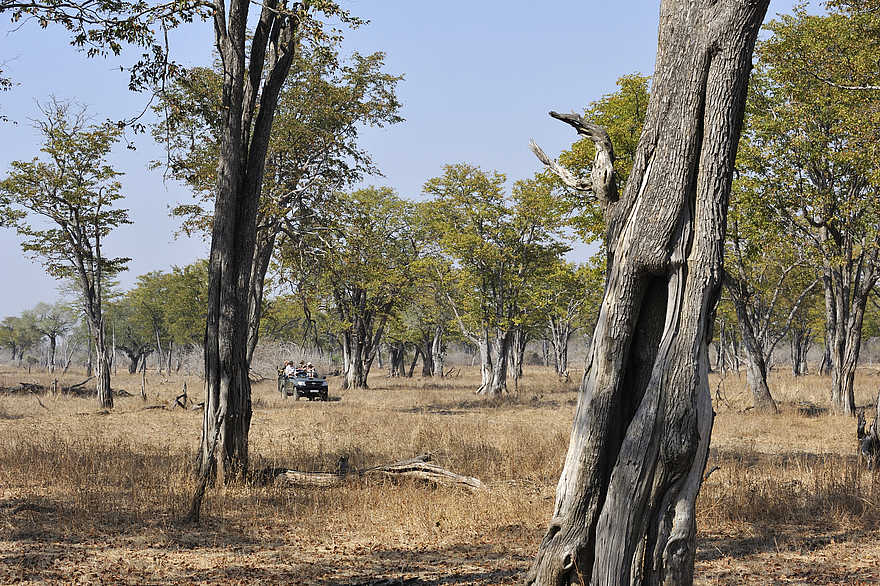 Kaingo Game Drive: Mopanewald Kaingo Game Drive: Mopanewald