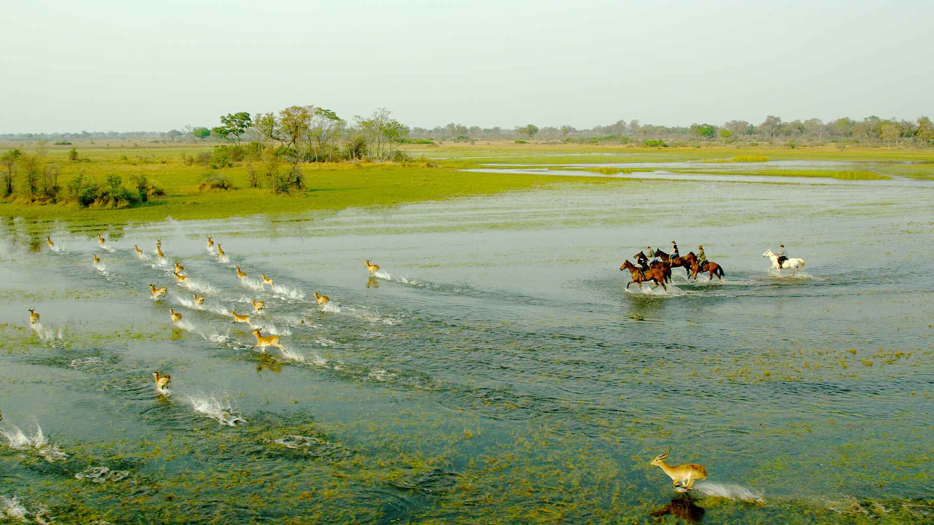 Kujwana Camp, kujwana camp bilder, okavango delta, okavango delta safari, reiterurlaub, reitsafari botswana, reitsafaris, aktivitäten, antilopen, tiere
