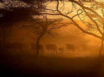 Kusini Serengeti Camp: Dämmerung