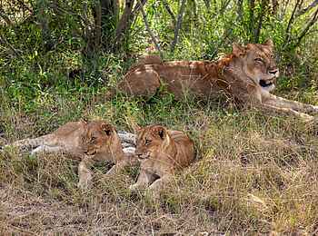 Leopard Hills: Löwen 