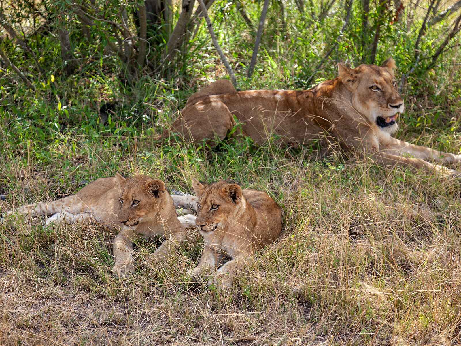 Leopard Hills: Löwen Leopard Hills: Löwen