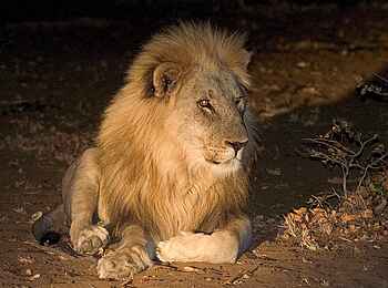 Little Ongava: Etoshalöwe in der Nacht Little Ongava: Etoshalöwe in der Nacht