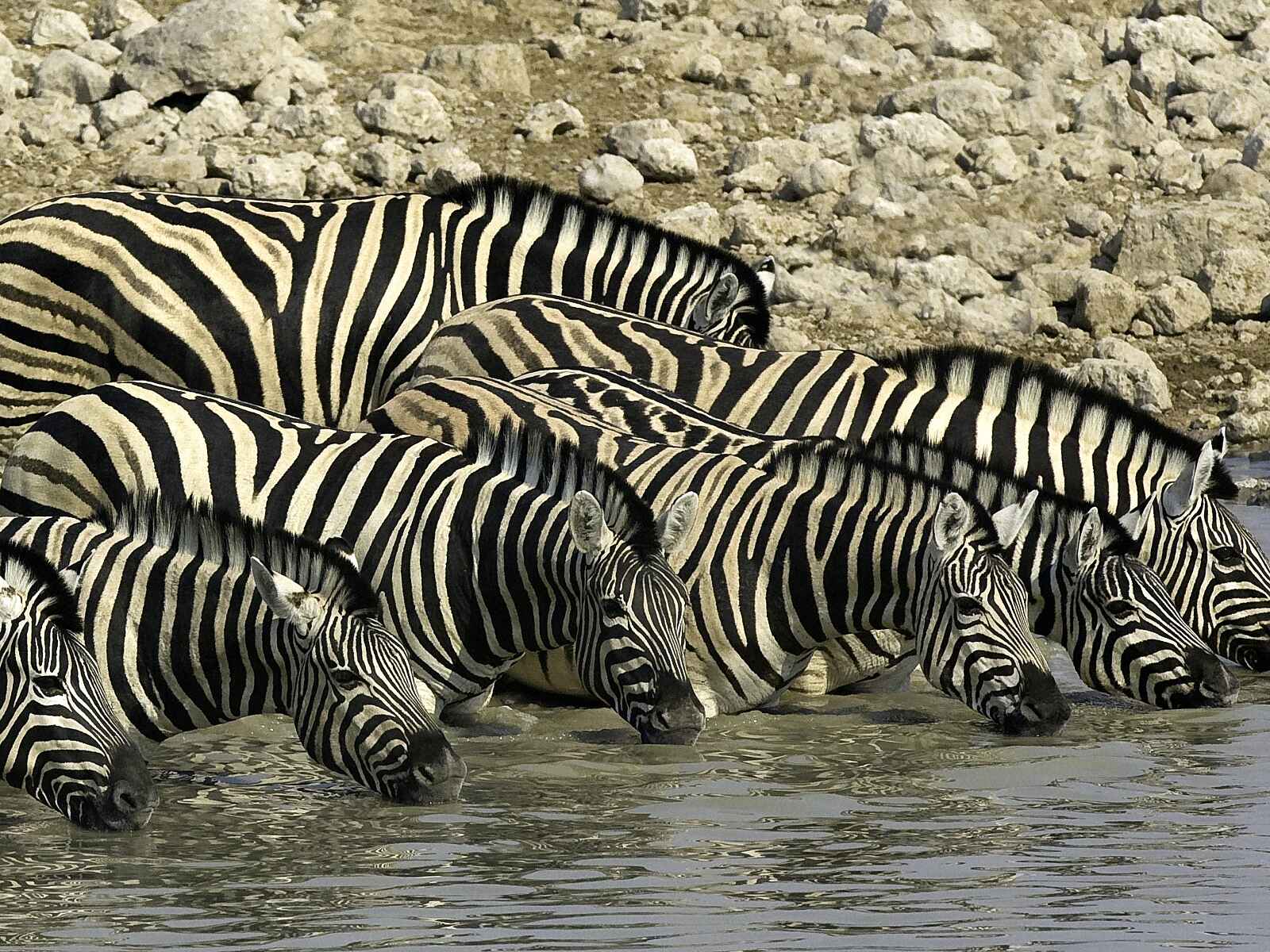 Little Ongava: Zebras im tiefen Wasser Little Ongava: Zebras im tiefen Wasser
