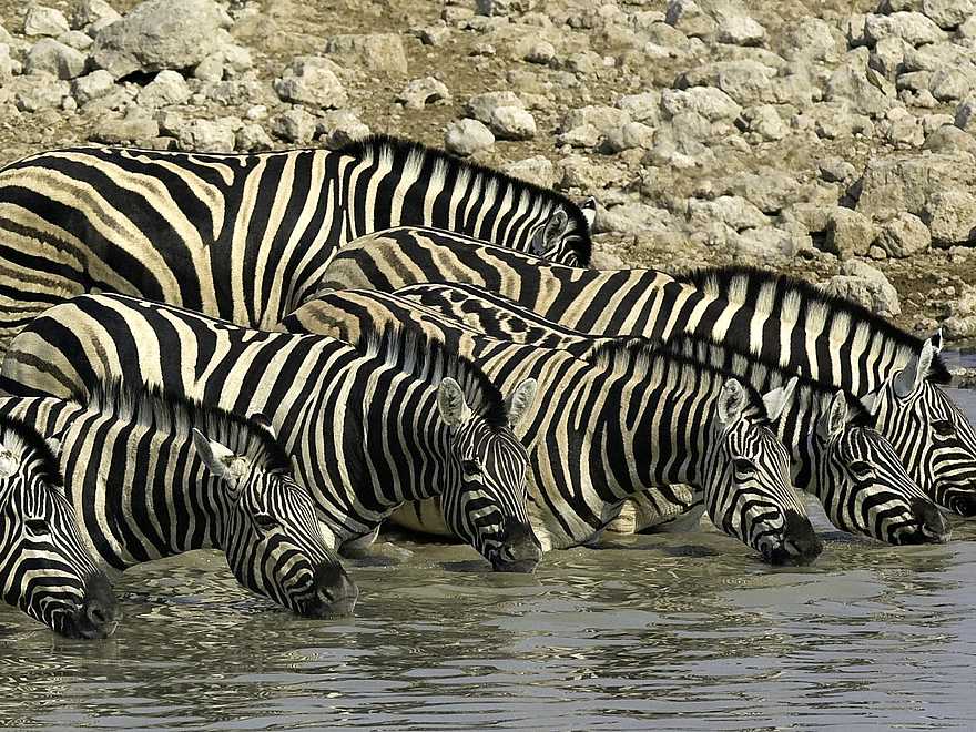 Little Ongava: Zebras im tiefen Wasser Little Ongava: Zebras im tiefen Wasser