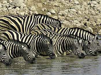 Little Ongava: Zebras im tiefen Wasser Little Ongava: Zebras im tiefen Wasser
