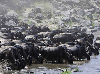 Mara Plains Jahazi: Gnus beim Trinken