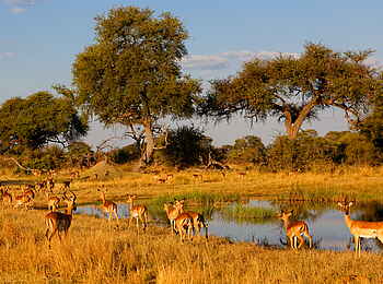 Nambwa Lodge: Grant-Gazellen Nambwa Lodge: Grant-Gazellen