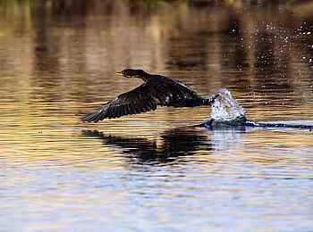 Nambwa Lodge: Wasservogel Nambwa Lodge: Wasservogel