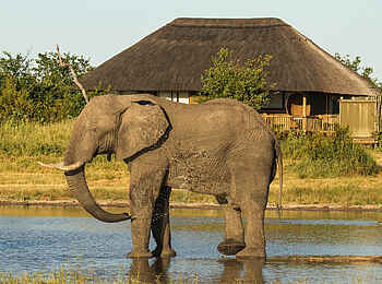 Nehimba Lodge: Elefant vor dem Haupthaus Nehimba Lodge: Elefant vor dem Haupthaus
