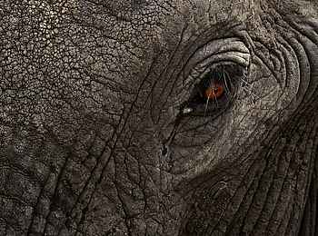 Nehimba Lodge: Elefanten hautnah Nehimba Lodge: Elefanten hautnah