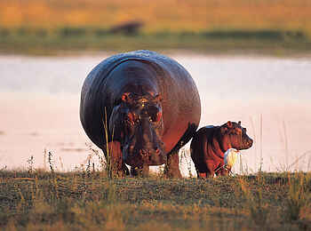 North Island Okavango Safari Camp: Nilpferd mit Jungem