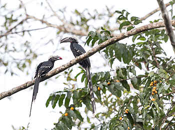 Nyanga Lodge: Hornvögel