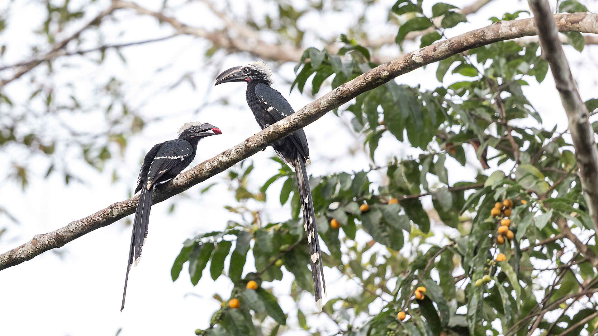 Nyanga Lodge: Hornvögel