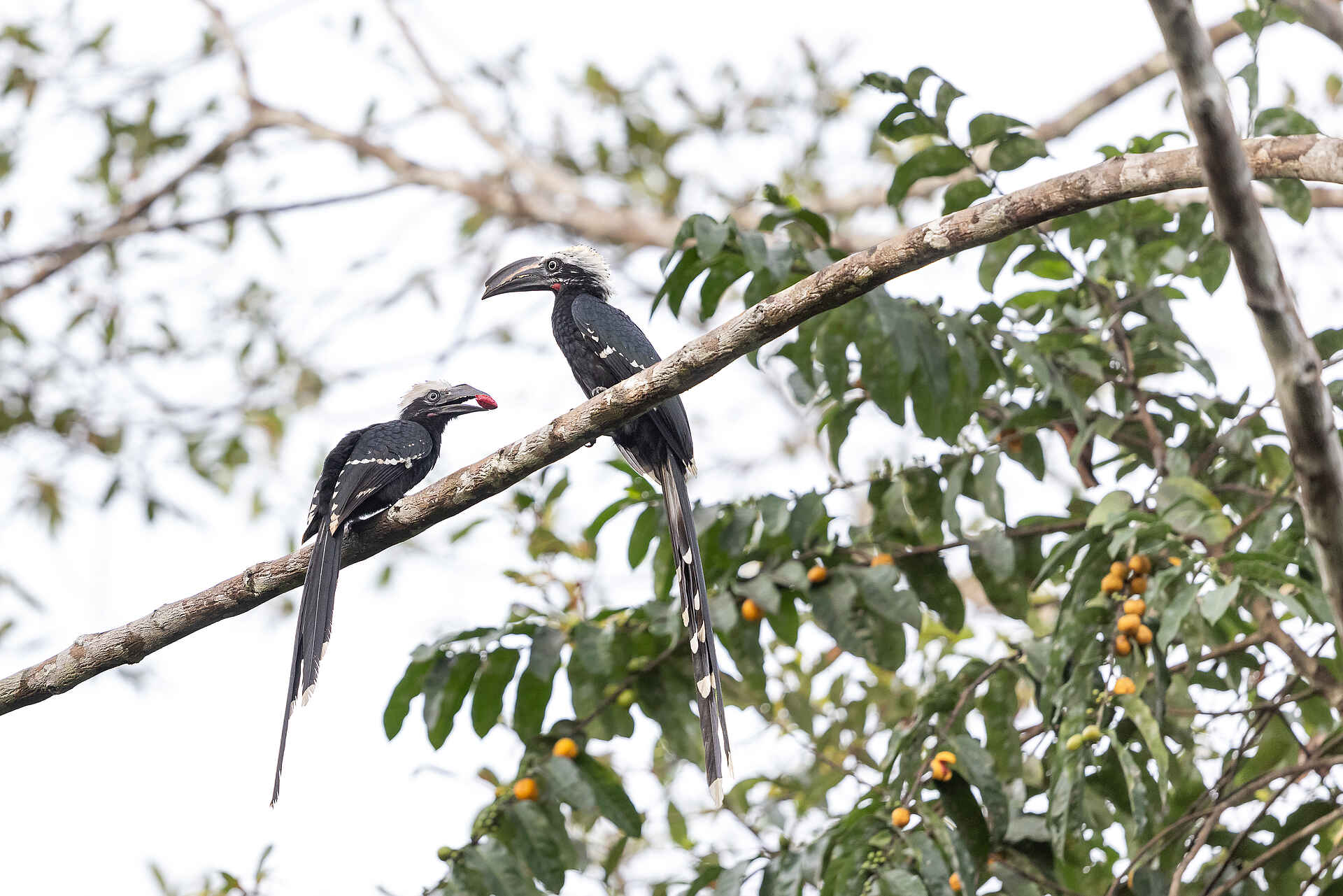 Nyanga Lodge: Hornvögel