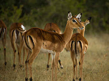 Roving Bushtops Camp: Impalas