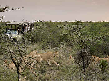 Sanctuary Tambarare Lodge: Löwen Sichtung bei einer Pirschfahrt Sanctuary Tambarare Lodge: Löwen Sichtung bei einer Pirschfahrt