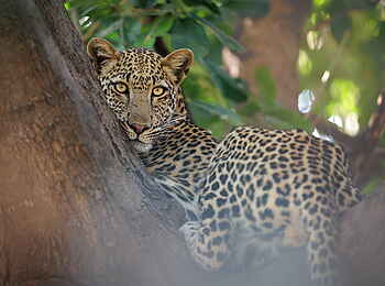 Shawa Luangwa Camp: Leopard im Baum