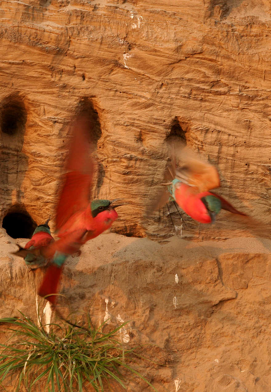 Shenton Carmine Bee Eater Hide: Moment Shenton Carmine Bee Eater Hide: Moment