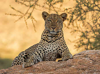 Soroi Larsens Camp: Ein Leopard Soroi Larsens Camp: Ein Leopard