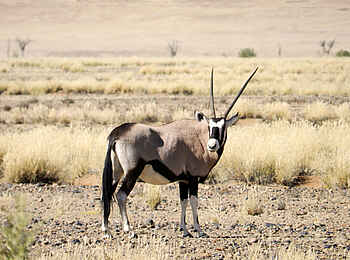 Sossusvlei Lodge: Oryx