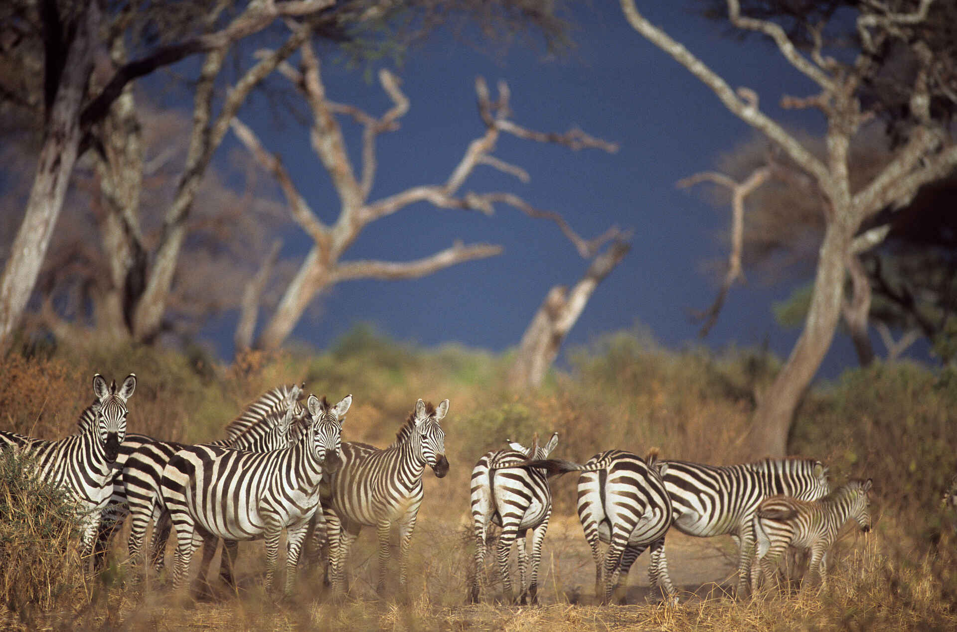 afrikarma Safaris, afrikarma Safaris - Wildnis. Hautnah., afrikarma.de, Safari, Tansania, Tanzania, Tarangire, Tarangire Nationalpark, Tarangire Safari Lodge, Zebra, Zebraherde