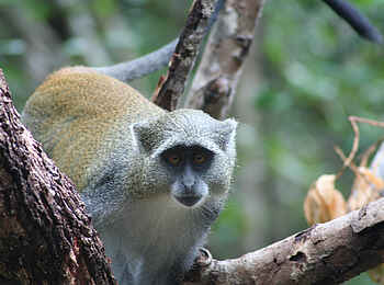 Vamizi Island: Äffchen