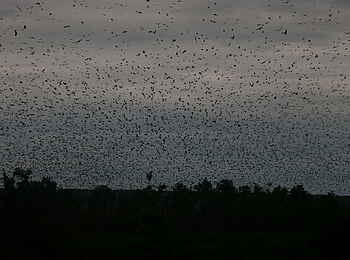 Wasa Lodge: Flughunde am Himmel