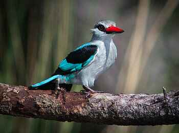 Xakanaxa Camp: Senegalliest