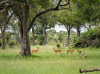 4 Rivers Camp: Im Busch 4 Rivers Camp: Im Busch