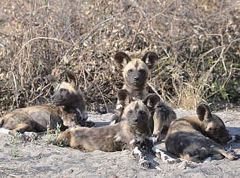 Bushman Plains Camp: Ruhende Wildhunde Bushman Plains Camp: Ruhende Wildhunde