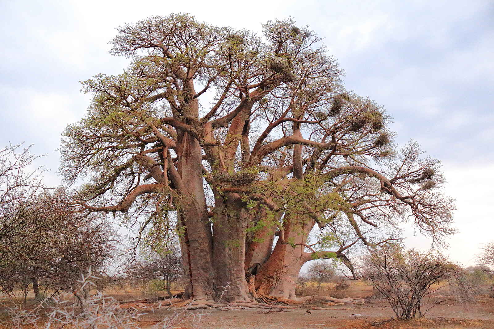 Baobab Baobab