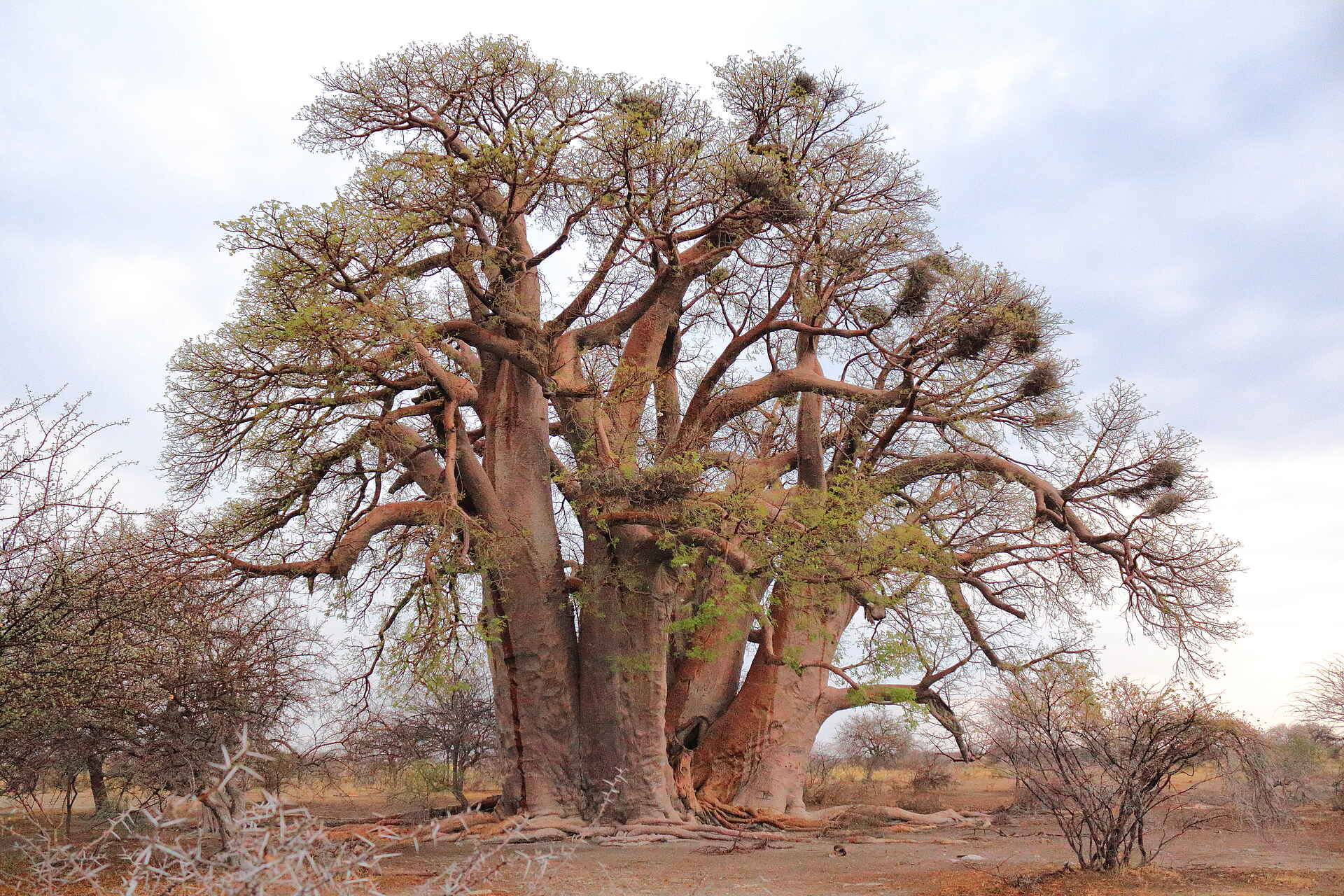Baobab