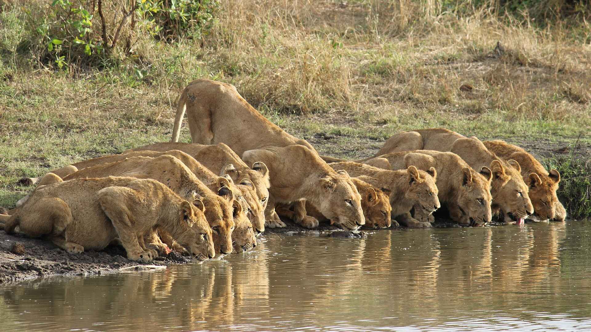 Sabi Sabi Earth Lodge: Durstige Löwen Sabi Sabi Earth Lodge: Durstige Löwen