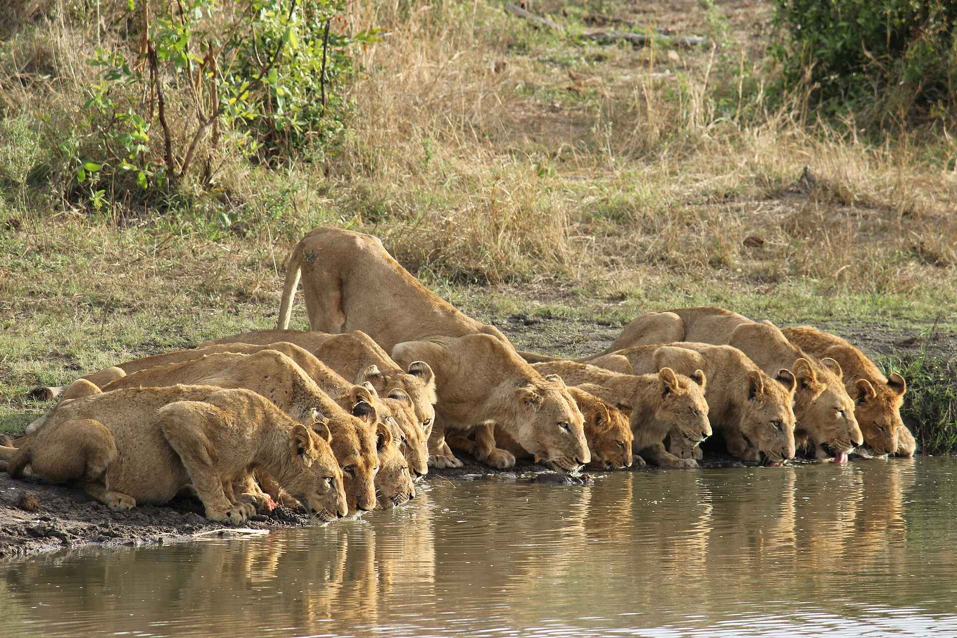 Sabi Sabi Earth Lodge: Durstige Löwen