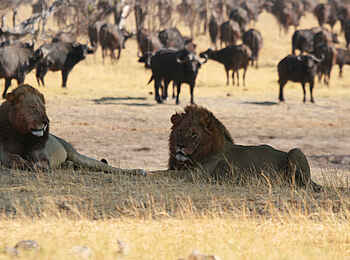 Camp Hwange: Entspannte Löwen