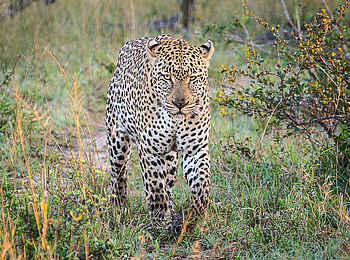 Chobe Princess: Ein Leopard Chobe Princess: Ein Leopard