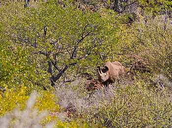 Grootberg Lodge: Breitmaulnashorn