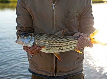 Ichingo Chobe River Lodge: Ein Tigerfisch Ichingo Chobe River Lodge: Ein Tigerfisch