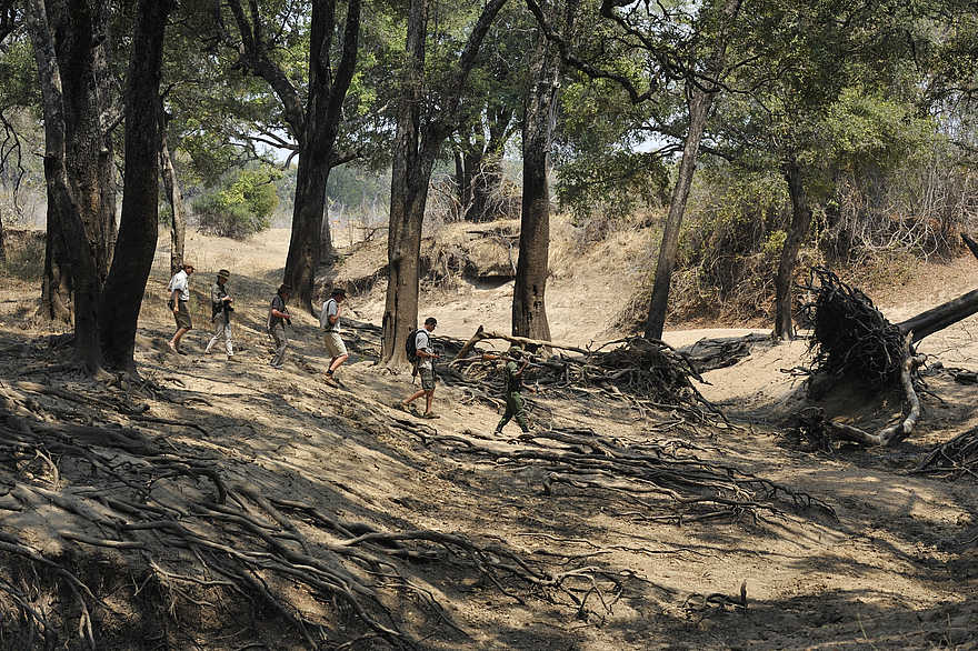 Kaingo Walking Safari: Querung eines trockenen Flussbettes Kaingo Walking Safari: Querung eines trockenen Flussbettes