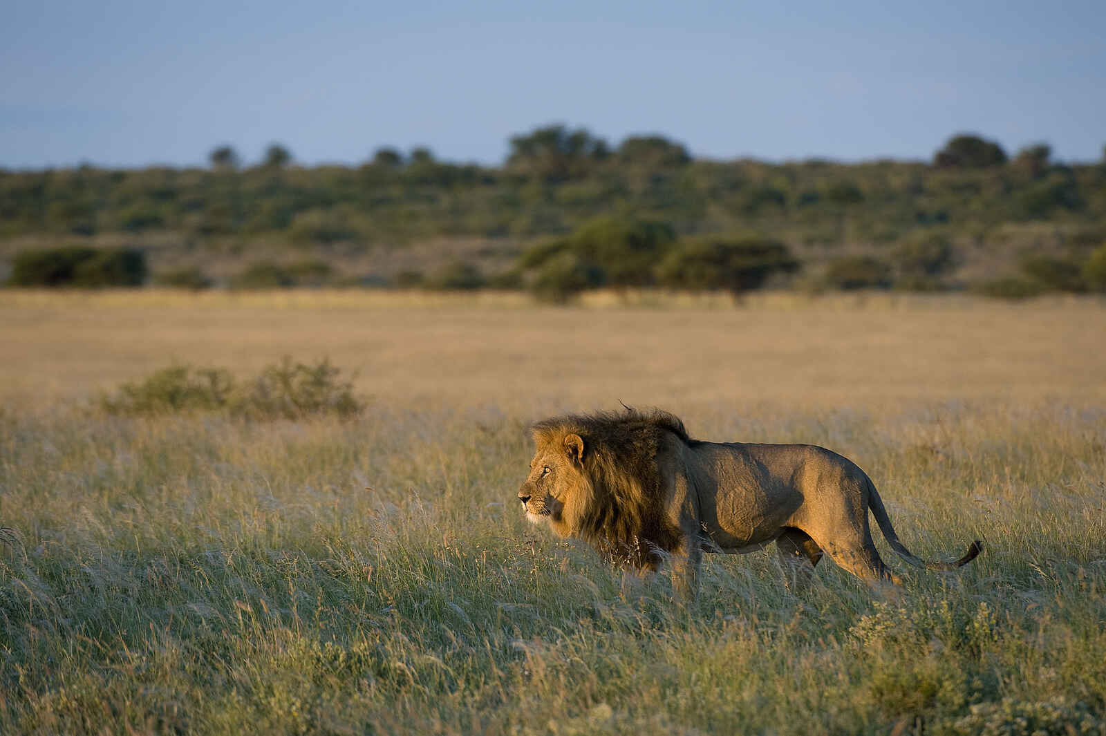 Kalahari Plains Camp: Löwe Kalahari Plains Camp: Löwe