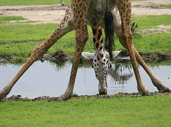 Katuma Bush Lodge: Eine Giraffe beugt sich zum Trinken ans Wasser