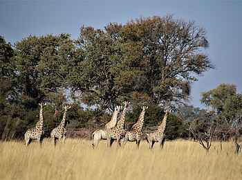Kweene River Camp: Giraffen